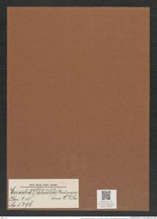 Euodia (palmeria) hardmanniana H. L. Sm. (de-Toni-Nr.: Genus 210, Species 5296) Zeichnungen Sammlung Grunow Mappe 05056 (Herbarium_W_Grunow_drawings_Folder_05056)